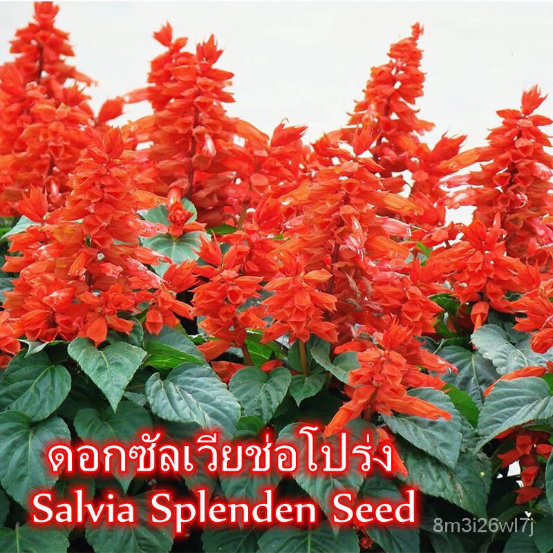 อินทรีย์-ต้น-ดอก-ปลูกง่าย-ปลูกได้ทั่วไทย-ของแท้-100-เมล็ดพันธุ์-100-เมล็ด-ดอกซัลเวียช่อโปร่ง-flower-seeds-เม-seon