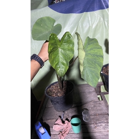 colocasia-hilo-bay-โคโลคาเซีย-ฮิโลเบย์