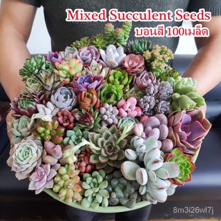 （เมล็ดพันธุ์ ถูก คละ）จัดส่งที่รวดเร็ว 100ชิ้น/แพ็ค Mixed Colour Succulent Seeds เมล็ดไม้อวบน้ำ ต้นไม้บอลสี Seeds for Pla