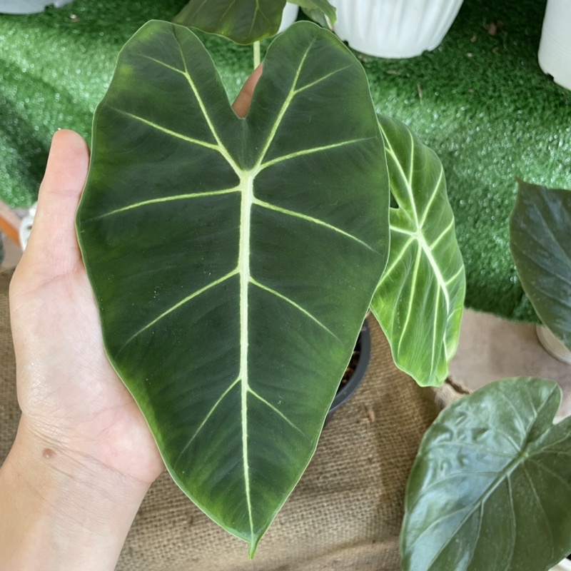 ฟรายเด๊กซ์-ฟรายเด๊ก-ฟายเด๊กซ์-alocasia-frydek-อโลคาเซีย-ฟายเด๊ก-กระถาง-6