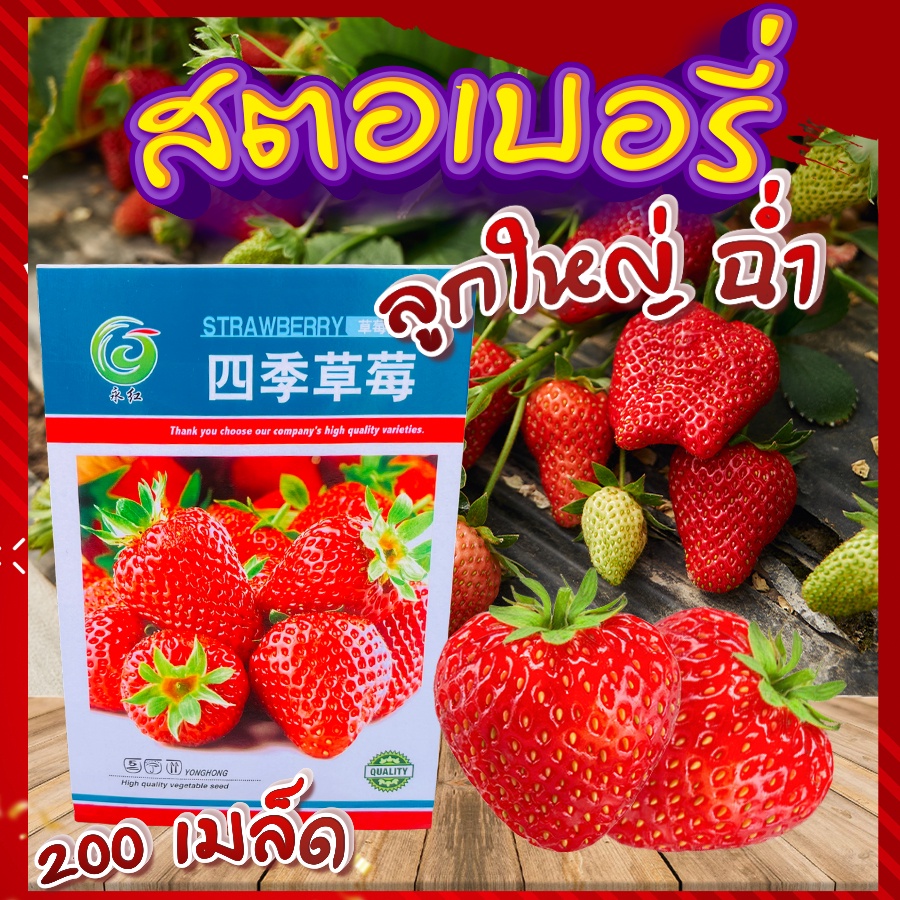 เมล็ดสตอเบอรี่-200-เมล็ด-strawberry-giant-seeds-เมล็ดพันธุ์แท้100-เมล็ดนำเข้า-สตรอเบอร์รี่-ยักษ์