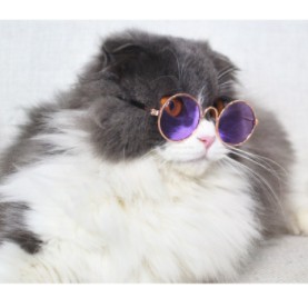 ภาพสินค้าแว่นสัตว์เลี้ยงรุ่นNn20 แว่นกันแดดสัตว์เลี้ยง แว่นหมา แว่นแมว จากร้าน som0746 บน Shopee ภาพที่ 6
