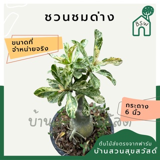ชวนชมด่างขาว ต้นไม้ดอกสวย ทนแดดทนแล้งได้ดี มาในกระถางพร้อมตั้ง