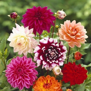 Mixed Rare Mixed Dahlia Flower Plants Seeds เจอราเนียมแคปซูล เมล็ดพันธุ์ กระถ่างต้นไม้ （นี่มันเมล็ดพืช ไม่ใช่พืช!）