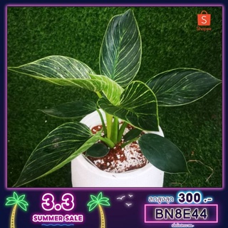 🌱พิโลเดนดรอนเบอร์กิ้น (Philodendron Birkin)  ฟอร์มสวยจ้า