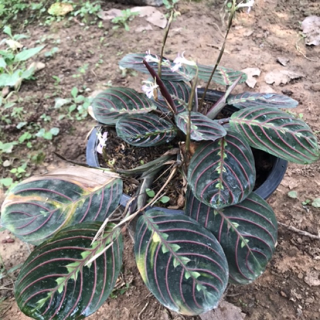 0013-มาแรนทา-แดง-maranta-leuconcura-erythroneura-or-maranta-red