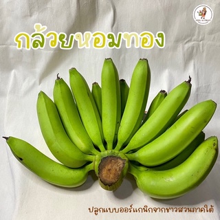 กล้วยหอมทองจัมโบ้ 🍌 กล้วยคุณภาพดี หอมหวาน ส่งตรงสวนพัทลุง🌳