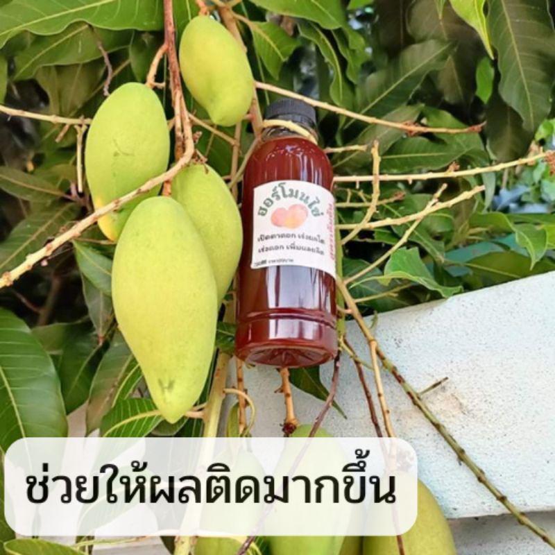 ฮอร์โมนไข่-สำหรับไม้ดอกไม้ผล-ช่วยเพิ่มดอกเพิ่มผลผลิต