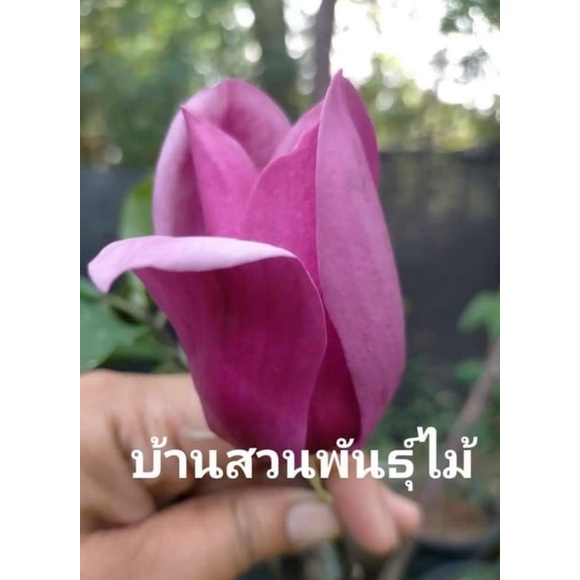 ต้นจำปีแดง-ต้นพร้อมปลูก