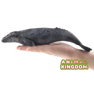 Animal Kingdom - โมเดลสัตว์ ปลาวาฬสีเทา ขนาด 26.50 CM (จากสงขลา)