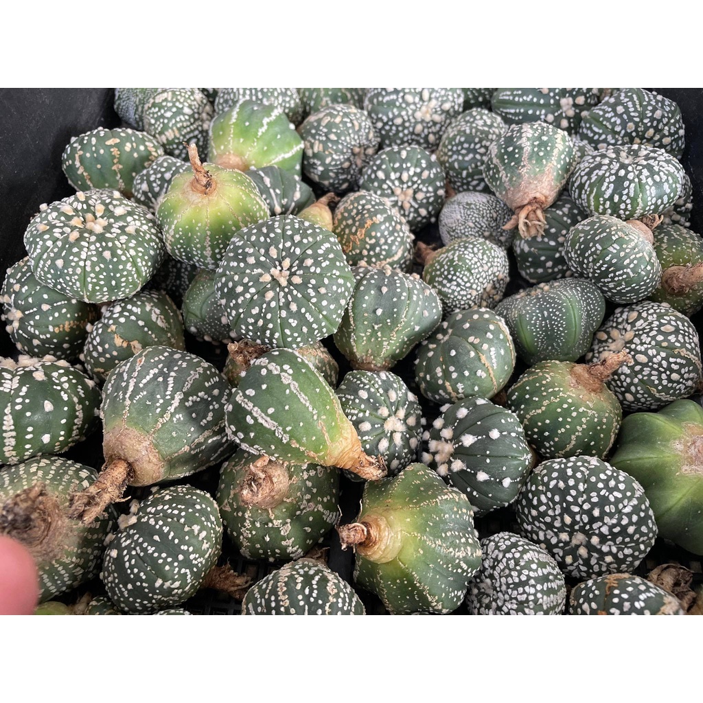 แอสโตร-super-kabuto-ลูกv-type-แคคตัส-แอสโตรไฟตัม-astrophytum-ราคาเบาๆ