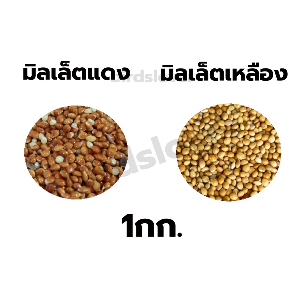 มิลเล็ตแดง-เหลือง-red-yellow-millet-เกรดa-ไร้ฝุ่น-แบ่งขาย-1kg-อาหารนก