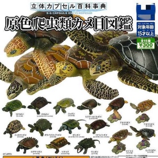🔥พร้อมส่ง ของแท้ งาน JP 🇯🇵🔥โมเดล เต่า Turtle ค่าย TAKARA Tomy A.R.T.S. ขนาด 5 ซม. งานสวยมาก มีใบปิดทุกตัว วางในตู้ปลาสวย
