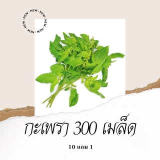 เมล็ดพันธุ์ผัก กะเพรา 300เมล็ด 10แถม1 คละได้ ปลูกง่ายโตไว