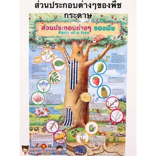 ส่วนประกอบต่างๆของพืช โปสเตอร์กระดาษ 53*77cm (21*30 นิ้ว)✅ วิทยาศาสตร์ เรียนหมอ พันธุกรรม Anatomy กระดูกมนุษย์ ชีววิทยา