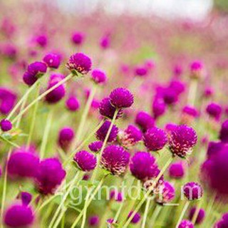(ผู้ค้าส่งเมล็ดพันธุ์) ☘️ดอกบานไม่รู้โรย สีม่วงถูกที่สุด 9 บ. 20 เมล็ดเมล็ดพันธุ์งอกง่าย โตไว☘️ ดอกดกไม่มีแมลงศรัตรูพืชต