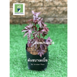 ชบาเมเปิ้ล ไม้ประดับ ผักสวนครัว ต้นละ 59 บาท 2 ต้น 100 บาท (คละได้)