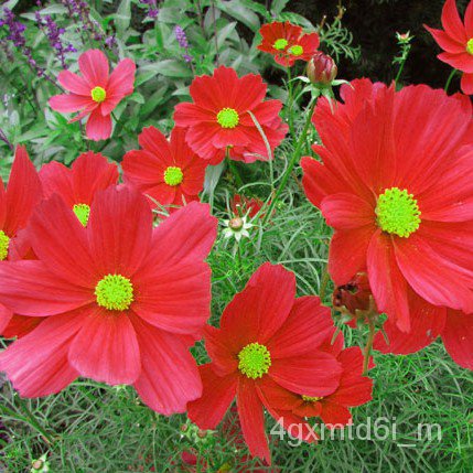 ผู้ค้าส่งเมล็ดพันธุ์-ดาวกระจายแดง-ถูกที่สุด-9-บ-red-cosmos-สวย-แปลก-หายาก-งอกไว-ดอกดกสมุนไพรถูกที่สุดเมล็ดพันธุ์แ