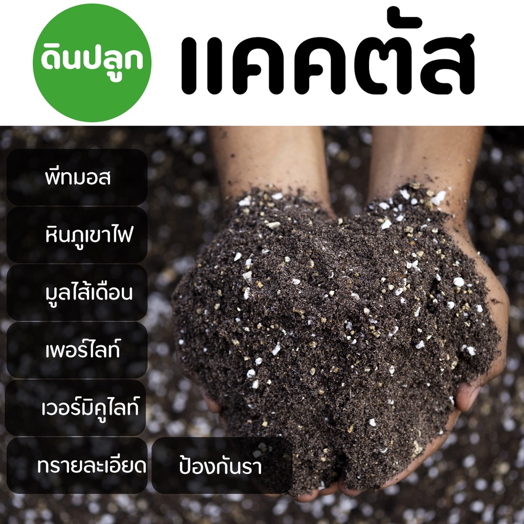 ภาพสินค้าดินปลูกแคคตัส (Cactus Soil) ขนาด 1 กิโลกรัม โปร่ง ระบายน้ำได้ดี กันรา จากร้าน j88design บน Shopee ภาพที่ 2