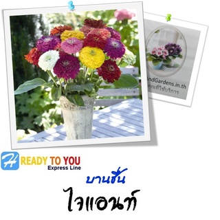 ภาพหน้าปกสินค้าบานชื่น (Zinnia) ไจแอนท์ 10 เมล็ด (จาก Benary beauty inside) ซึ่งคุณอาจชอบสินค้านี้