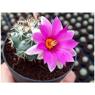 2ต้น/ชุด กระบองเพชร แคคตัส Cactus: แมมชูแมน แมมชูแมนนิไอ Mammillaria schumannii สวยงาม ต้นกำลังสวย