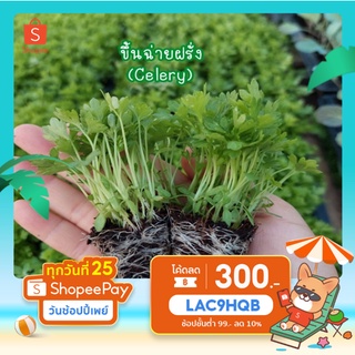 ขึ้นช่ายฝรั่ง(Celery)••ไม่พรีออเดอร์พร้อมส่ง!!