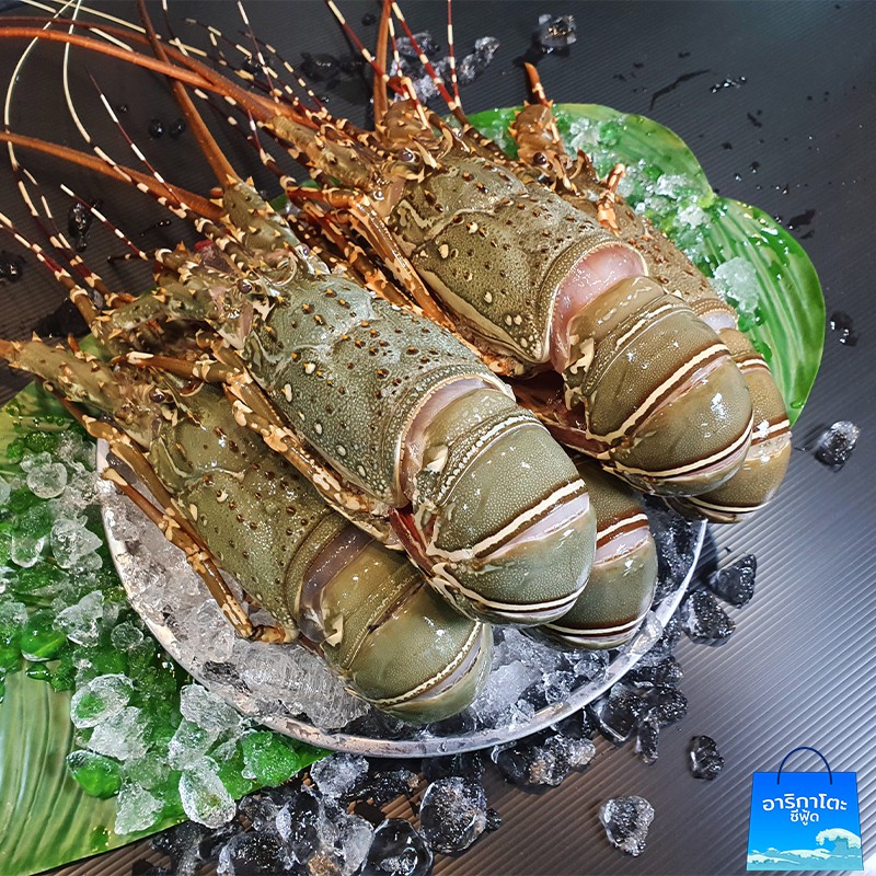 กุ้งมังกรสด-5-กิโล-คุ้มกว่านี้มีที่ไหน