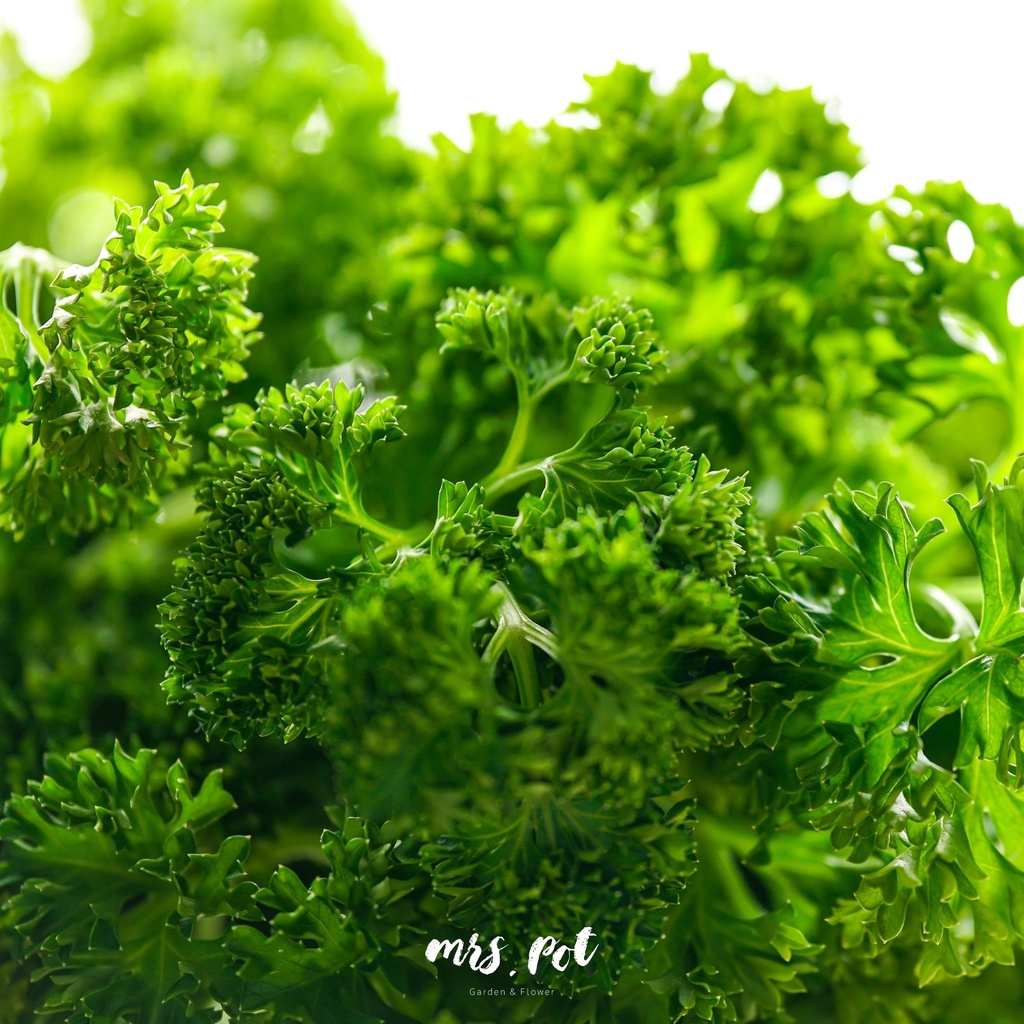 เมล็ดสมุนไพรฝรั่งพาร์สลีย์-parsley-curled-triple-moss