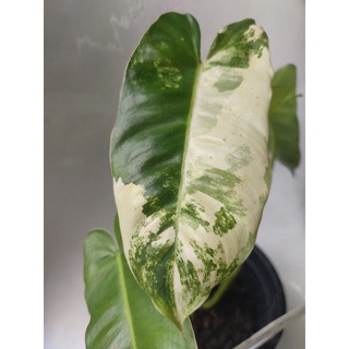 ฟิโล เบอร์เบิ้ลมาร์ค ด่าง Philodendron Burle Marx Variegated ไม้ด่าง กระแสแรง