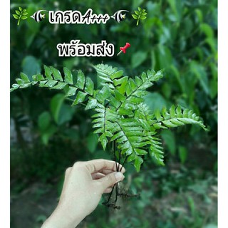 👉เฟินถูก😘เฟิร์นก้านดำ🌿คัดเกรดA+1ชุดมี 10ก้าน 🌿เก็บใหม่สดๆทุกชุด💥ซื้อ5แถม1 💥