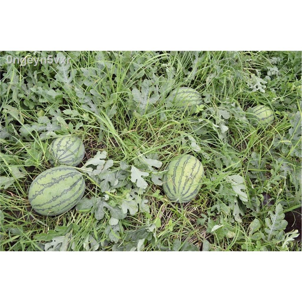 เมล็ดแตงโมสายน้ำผึ้ง-เมล็ดพันธุ์แตงโมสายน้ำผึ้ง-แตงโมเหลือง-yellowwatermelon