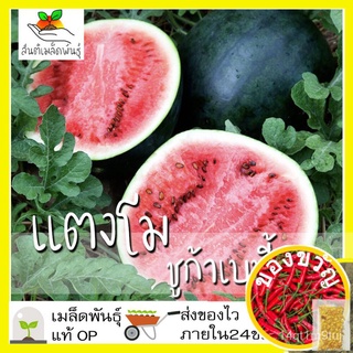 เมล็ดอวบอ้วน100%，ไทยในสต็อกพร้อมส่งเมล็ดพันธุ์ แตงโม ชูก้าเบบี้ 30 เมล็ด Sugarbaby Watermelon เมล็ดพันธุ์แท้ นำเข้าจากต่