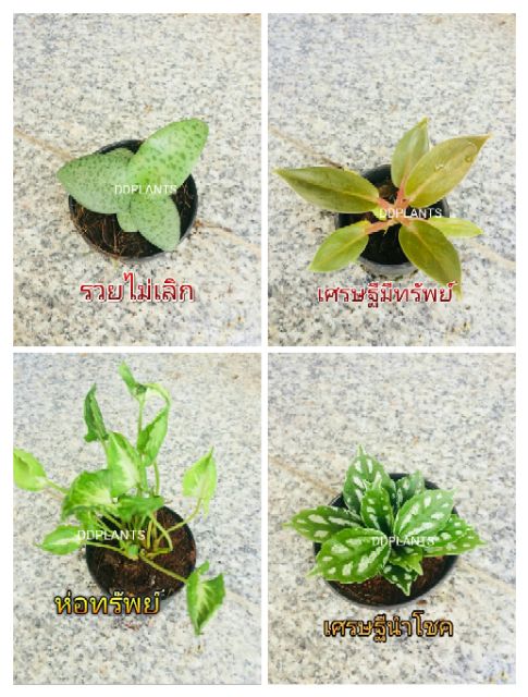 ddplants-ต้นไม้มงคล-ต้นไม้จิ๋ว-เสริมสิริมงคล