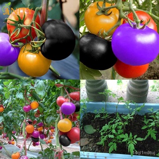 ANITY 100Pcs Rainbow Tomato Seeds Colorful Organic Vegetables Bonsai Home Garden Seeds向日葵/儿童/芹菜/木瓜/内裤/seeds/生菜/帽子/文胸/裙子/