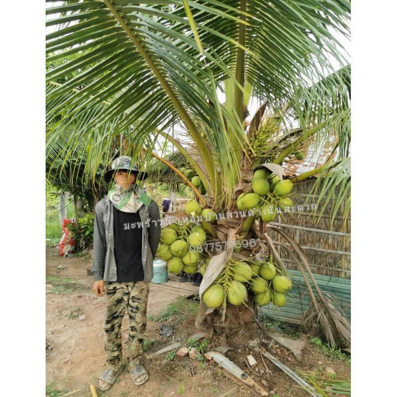 ต้นมะพร้าวน้ำหอมต้นเตี้ยต้นใหญ่ขุดล้อมติด-ดอก