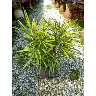 [Paling Horticulture Sdn Bhd] Osmosxylon | Outdoor Bush Landscaping Plant | Full Sunlight | Real Live Plant上衣/鲜花/玫瑰/儿童/帽