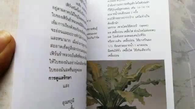 หนังสือ-คู่มือไม้ใบประดับภายในอาคาร