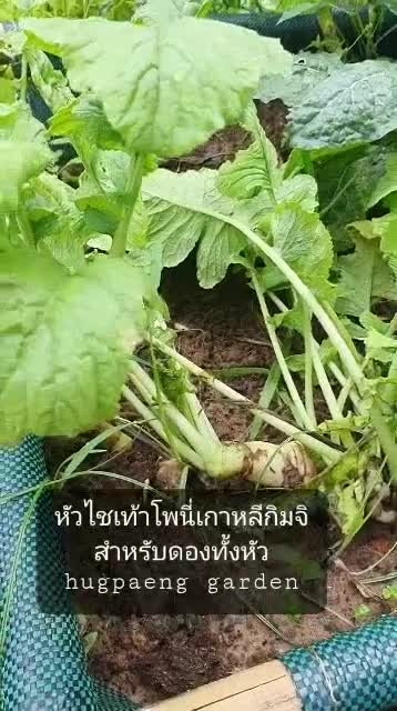 หัวไชเท้าโพนี่เทลแรดิส-30-เมล็ด-50-บาท