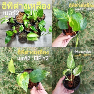 🌱อิพิด่างขาว 🌱อิพิด่างเหลือง เบอร์ 2 Epipremnum pinnatum variegated อิพิด่าง, พลูฉีก, พลูฉีกด่าง ไม้มงคล ไม้ฟอกอากาศ