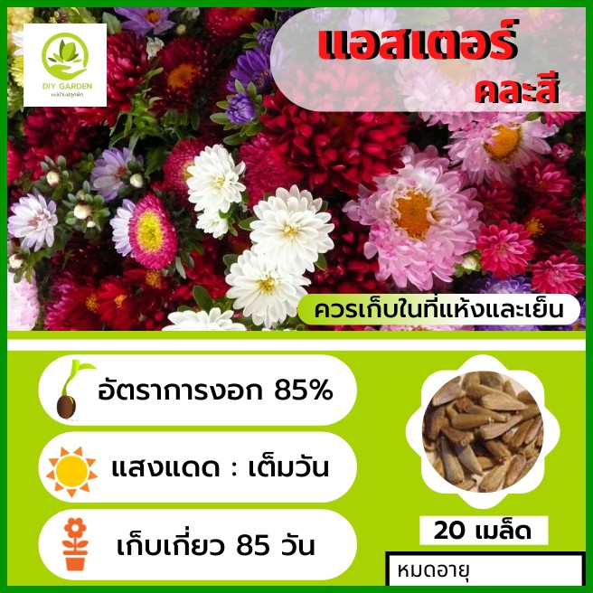 เมล็ดพันธุ์ดอกไม้-เมล็ดพันธุ์แอสเตอร์-เมล็ดพันธุ์ดอกไม้นำเข้า-ดอกไม้มงคล-จัดสวน-แต่งสวน-ปลูกดอกไม้-ปลูกผัก-ผักสวนครัว