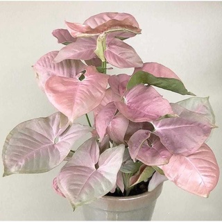 🪴ออมชมพู🪴(Syngonium hybrid pink)