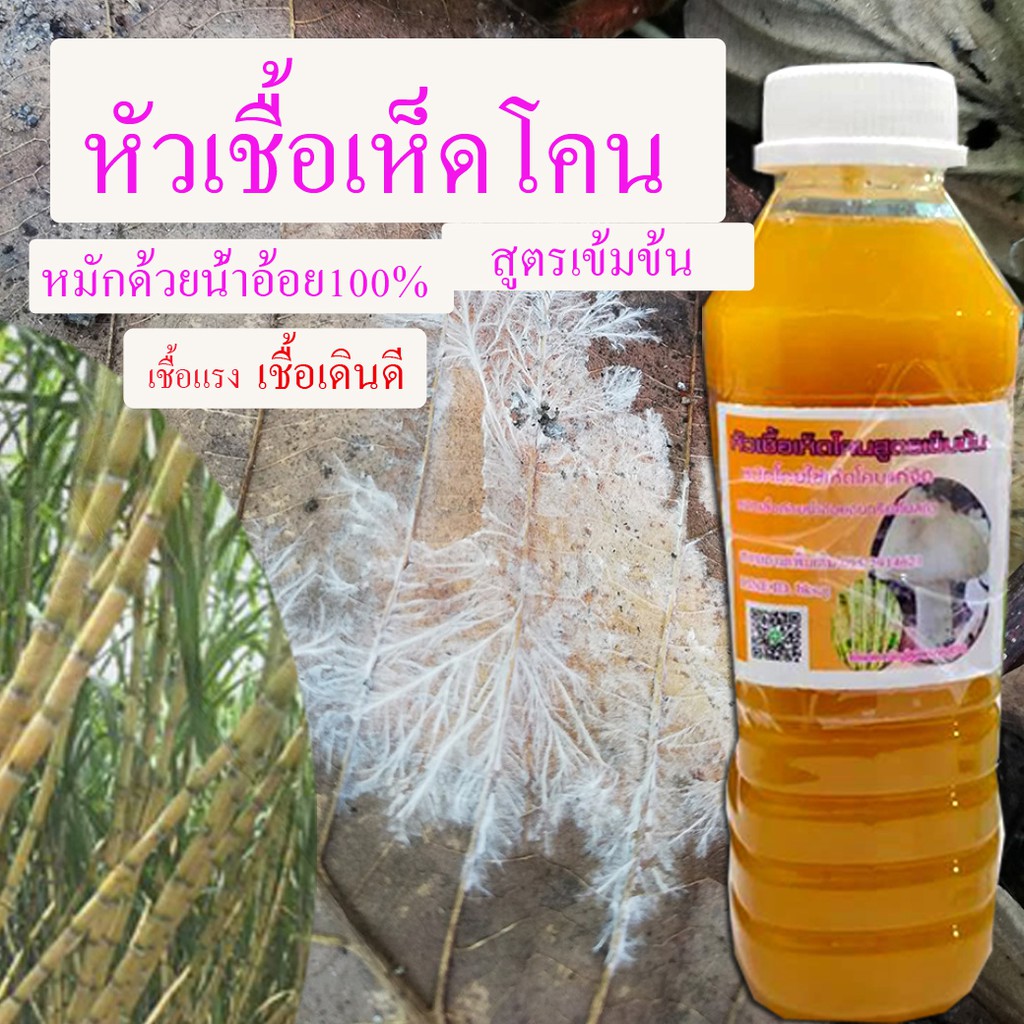 หัวเชื้อเห็ดโคนเห็ดป่าเศรษฐกิจ-สูตรเข้มข้น1ขวดหมักโดยน้ำอ้อยอินทรีย์ปลอดสารไม่เติมน้ำหรือฮอร์โมนและวัตถุเคมีใดๆ-เชื้อแข็