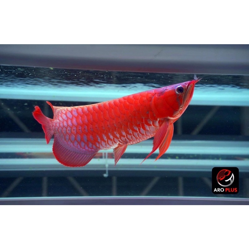 aroplus-super-red-วิตามินเสริมปลามังกรแดง-ชนิดแคปซูล-ขนาดเล็ก-30-แคปซูล