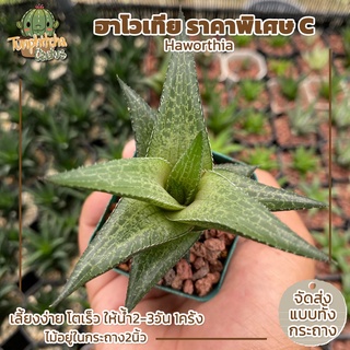 ฮาโวเทีย Haworthia  ราคาพิเศษ C (ส่งทั้งกระถาง)