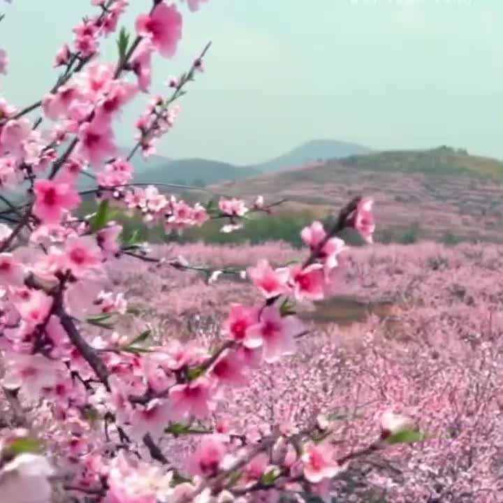 ชาดอกท้อ-peach-blossom-tea-40-กรัม-ชาดอกไม้