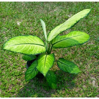 ดิฟเฟนบาเกีย (Dieffenbachia) สาวน้อยประแป้ง รูดอล์ฟ เทพนิมิตร