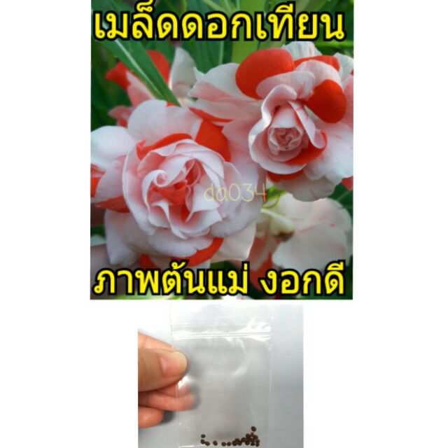 เมล็ดดอกเทียนซ้อน-20เมล็ด-ภาพต้นแม่พันธุ์จริง-อัตรางอกดีมาก-ดอกเทียน