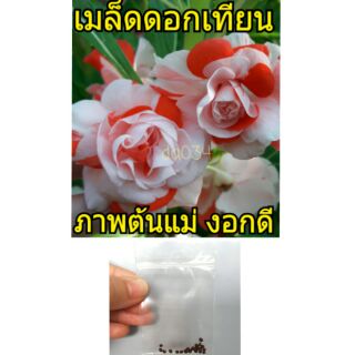 เมล็ดดอกเทียนซ้อน 20เมล็ด ภาพต้นแม่พันธุ์จริง อัตรางอกดีมาก ดอกเทียน