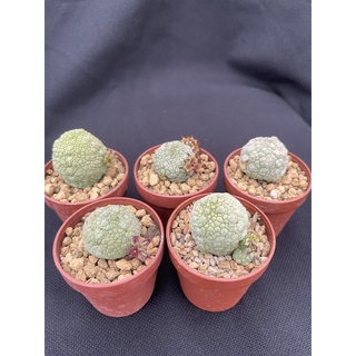 Pseudolithos ต้นคางคก ระยะทำดอก ไม้เพาะเมล็ด (ส่งทั้งกระถาง)