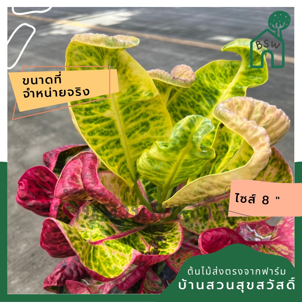 โกสน-เทพารักษ์ส่งพร้อมกระถาง-8-นิ้ว